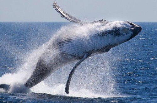 10 Weird Facts You Never Knew About Whales