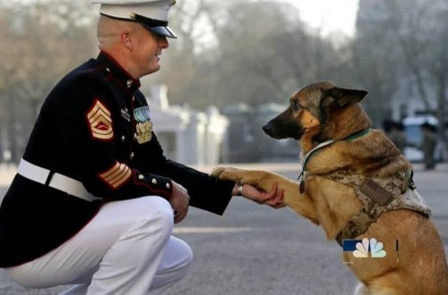 10 Amazing Animals Awarded The Medal Of Bravery