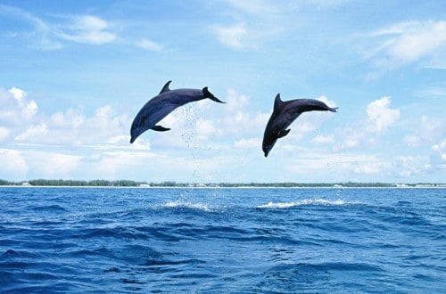 10 Amazing Facts That Showcase How Awesome Dolphins Are