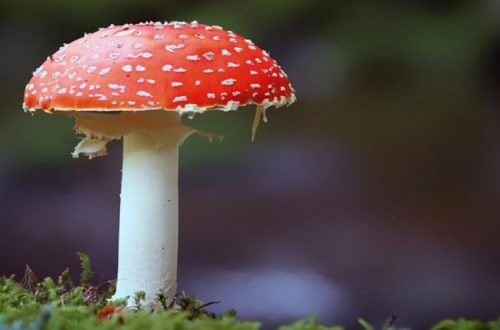10 Carnivorous Mushrooms And Plants You Never Knew Existed