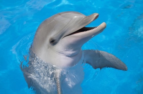 10 Crazy And Awesome Facts About Dolphins