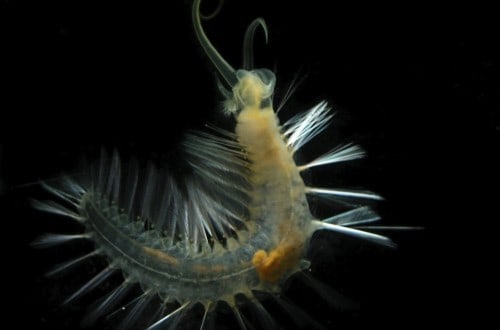 10 Deep Sea Creatures Seemingly From Another Planet