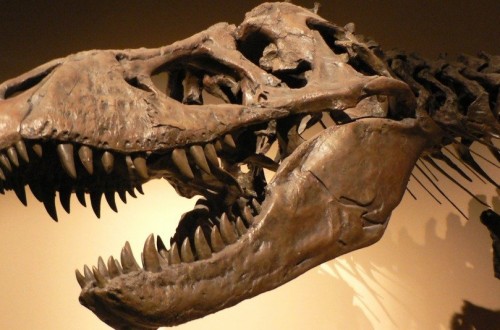 10 Dinosaurs The World Only Just Discovered