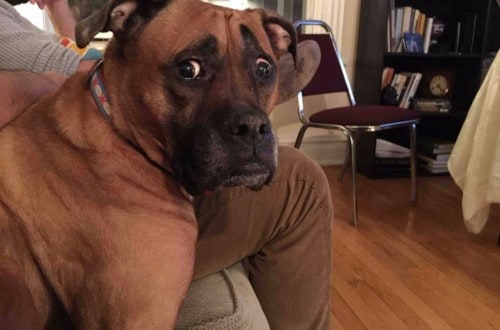 10 Dogs Who Are So Confused By The World
