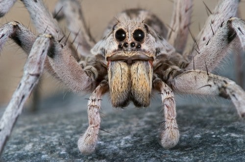 10 Facts About Spiders That’ll Make Your Skin Crawl