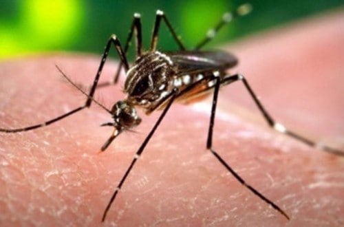 10 Frightening Facts About The Zika Virus