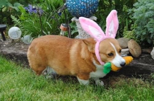 10 Hilarious And Adorable Pictures Of Animals Celebrating Easter