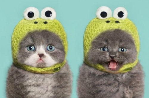 10 Hilariously Adorable Photos Of Cats With Hats