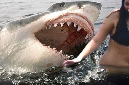 10 Most Unbelievable Stories Involving Shark Attacks