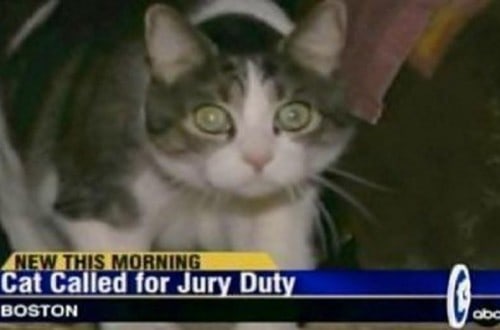 10 Of The Funniest News Captions Ever