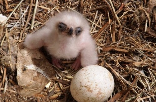 10 Of The Most Adorable Pictures Of Hatchlings