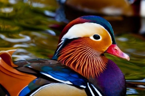 10 Of The Most Colorful Animals In Existence