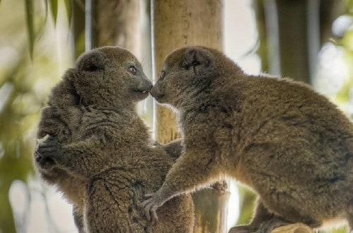 10 Adorable Animals Who Are Not Afraid To Show Some Affection
