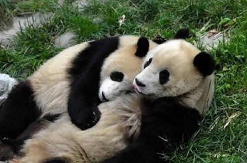 10 Adorable Pictures Of Animals Being Used As Pillows