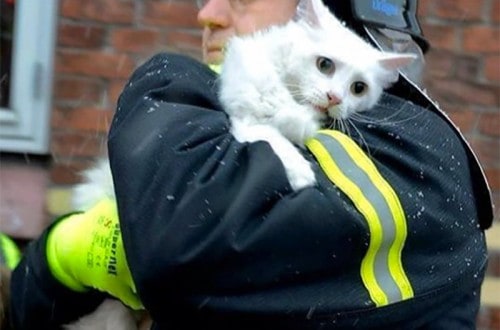 10 Amazing Firefighters That Saved Precious Pets