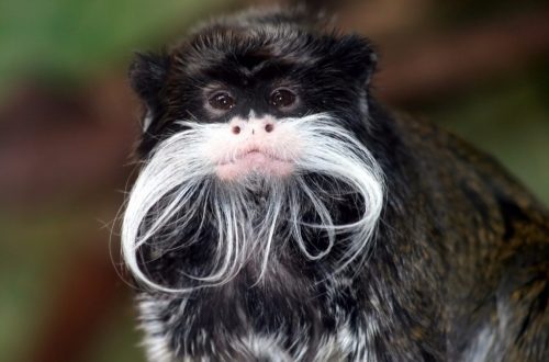 10 Animals With Better Beards Than Most People