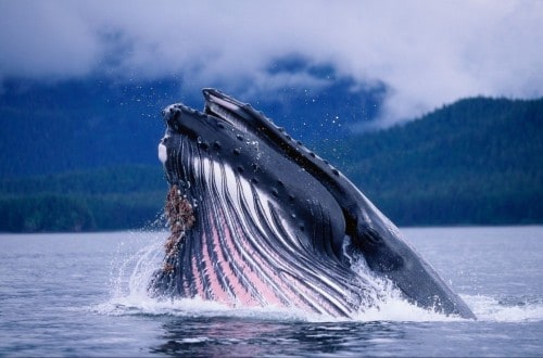 10 Astounding Facts About Blue Whales That Will Blow You Away
