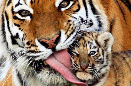10 Crazy Facts You Didn’t Know About Tigers