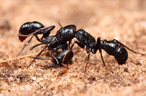 10 Crazy Facts You Never Knew About Ants