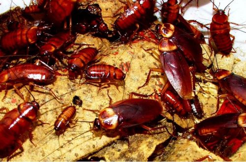 10 Creepy Facts You Never Knew About Cockroaches