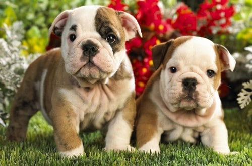 10 Facts You Never Knew About Bulldogs