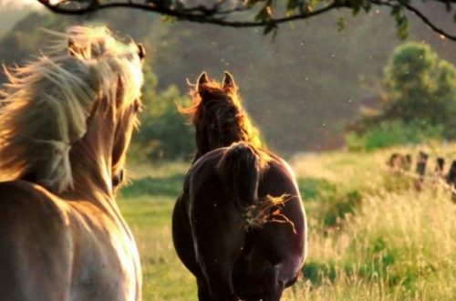 10 Facts You Never Knew About Horses