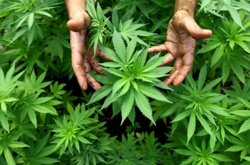 10 Facts You Never Knew About Marijuana
