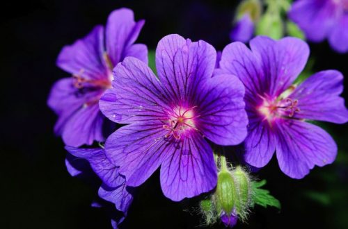 10 Flowers You Didn’t Know Were Edible