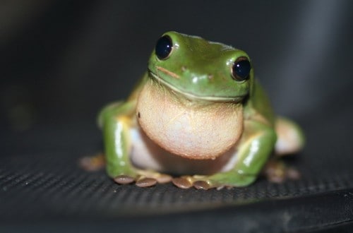 10 Frog Species With Freaky Powers