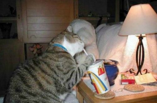10 Hilarious Cats Trying To Be Human