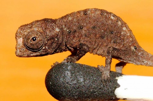 10 Miniature Versions Of Animals You Won’t Believe