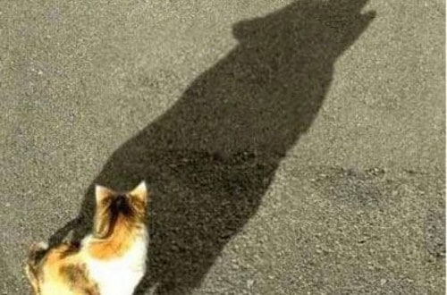 10 Misleading Shadows That Tell Shockingly Different Tale