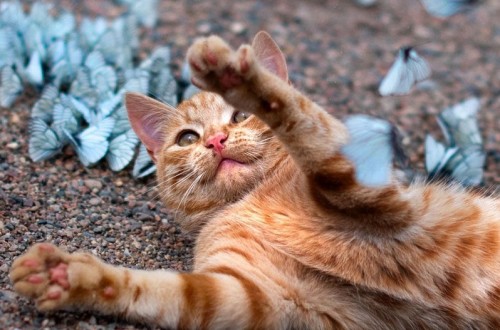 10 Weird And Amazing Facts About Cats You Probably Don’t Know