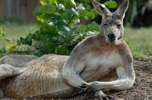 10 Awesome Kangaroo Facts You Never Knew