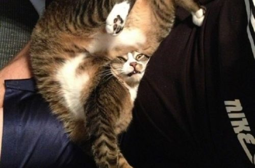 10 Cats Who Made Hilariously Poor Decisions