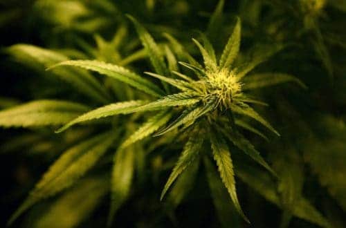 The UK is The World’s Biggest Producer of Legal Cannabis