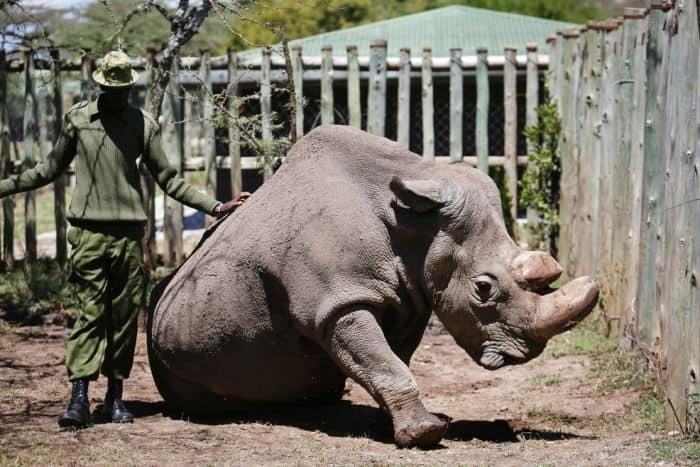 Could This Be The Last Photo of a Male Northern White Rhino?