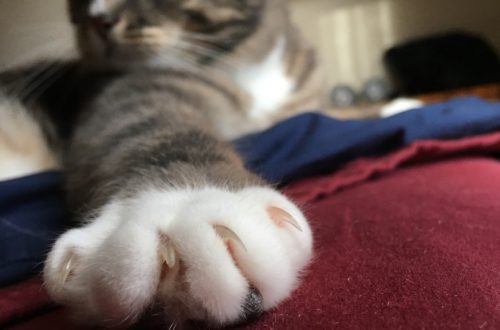 Nova Scotia, Canada, Becomes First Province to Ban Cat Declawing