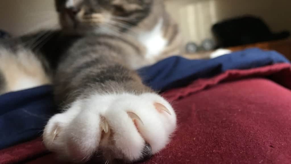 Nova Scotia, Canada, Becomes First Province to Ban Cat Declawing