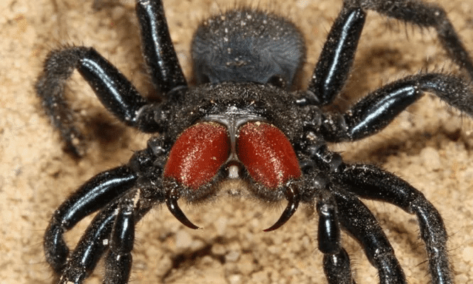 World’s Oldest Spider Dies Aged 43