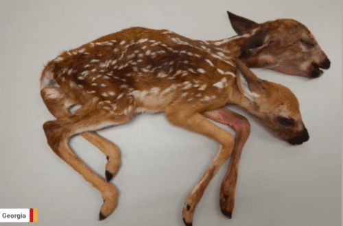 Scientists Shocked At Conjoined Deer Fawns