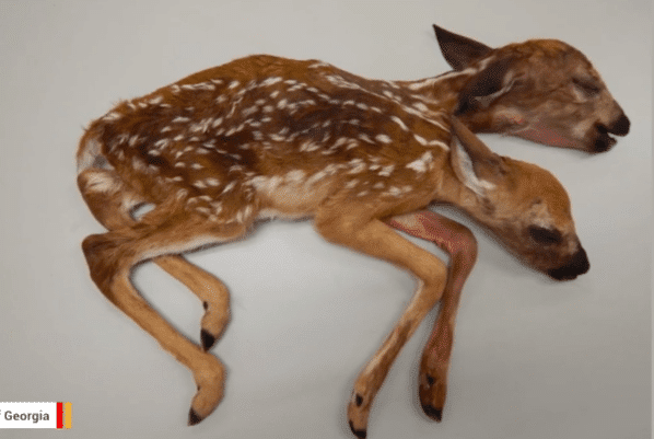 Scientists Shocked At Conjoined Deer Fawns