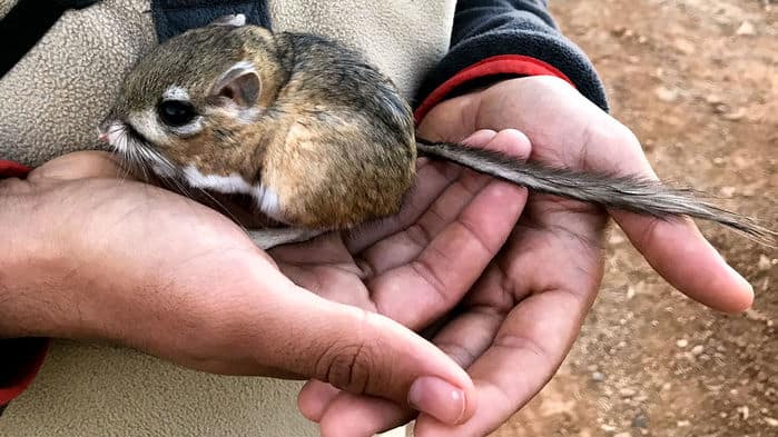 Kangaroo Rat Believed To Be Extinct Appears 30 Years Later