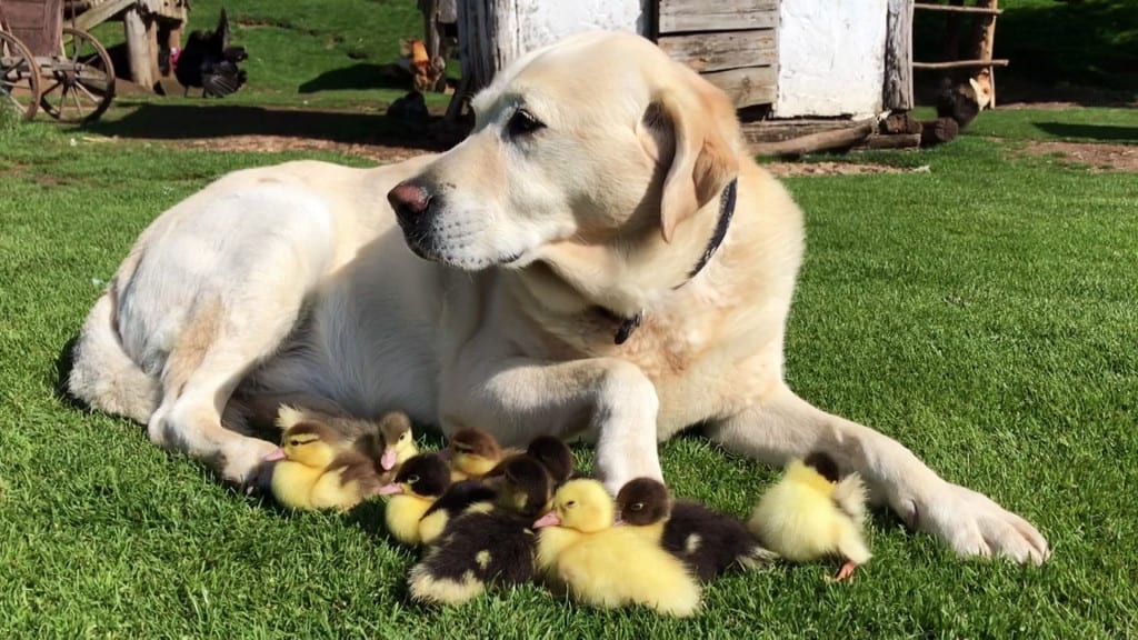 Adorable Labrador Adopts 9 Orphaned Ducklings