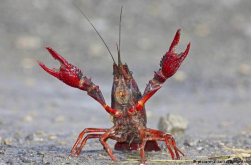 Berlin Is Eating Their Way Through A Plague Of Crayfish