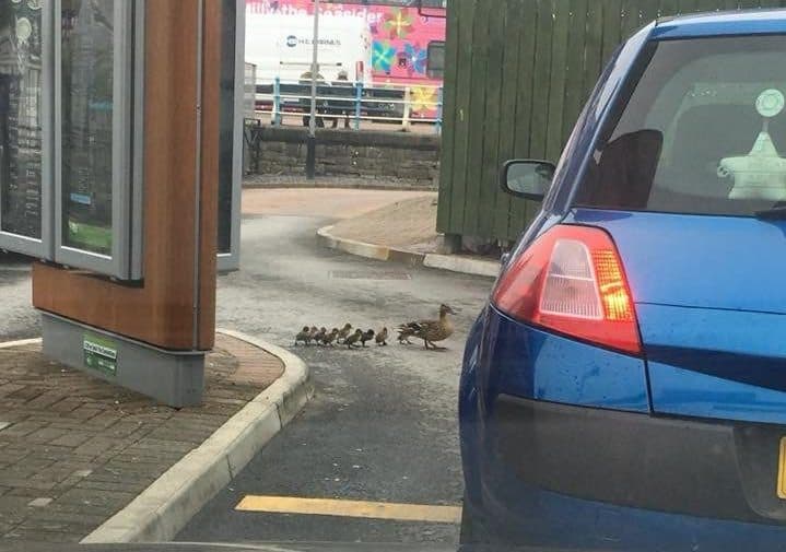 Heartless Woman Runs Over Ducklings At McDonald’s Drive-Thru