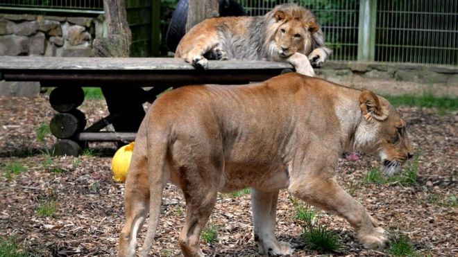 Lions, Tigers, A Jaguar And A Bear Escape From German Zoo
