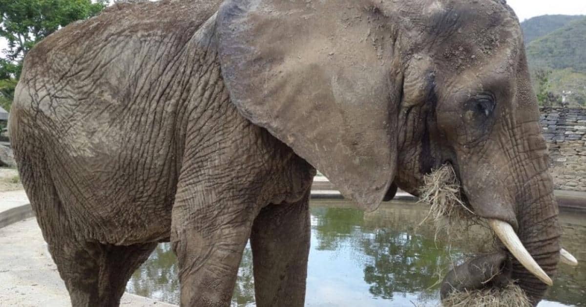 48-Year-Old Elephant Dies In Venezuelan Zoo From Starvation