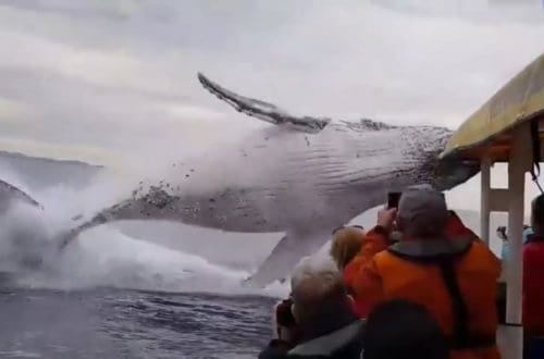 Humpback Whale Launches Into The Air Within Arms Reach Of Tourists