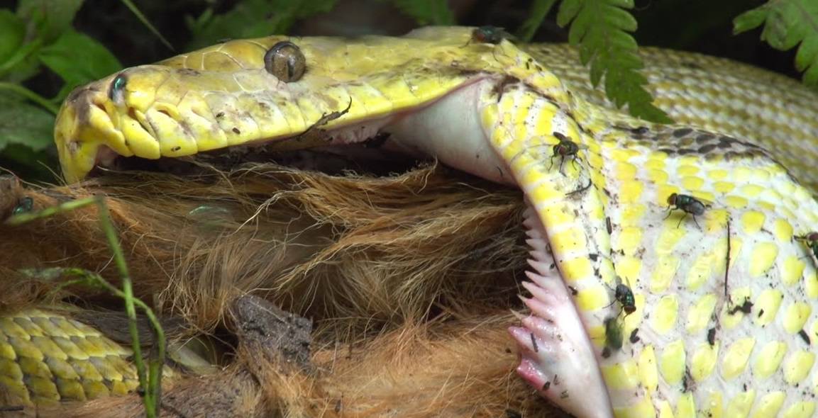 Indonesian Woman Gets Swallowed Whole By Python